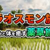ラオスの棚田が広がるモン族の村で、伝統的な高床式住居と山々を背景に「ラオスモン族 心と体を癒す薬草旅」と書かれた画像
