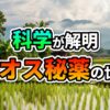 ラオスの豊かな自然風景。緑の水田と伝統的な高床式家屋、遠景に山々が広がる。中央には「科学が解明 ラオス秘薬の世界」と書かれたテキストオーバーレイ。