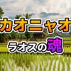 ラオスの農村風景。緑豊かな水田と高床式の伝統的な家屋が広がり、遠景には山々が見える。中央には「カオニャオ ラオスの魂」という文字が重ねられている。
