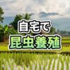 リビングルームのテーブルに置かれた3つのガラス鉢の中で、ポップライスとパンを食べて育つ大量のコオロギ